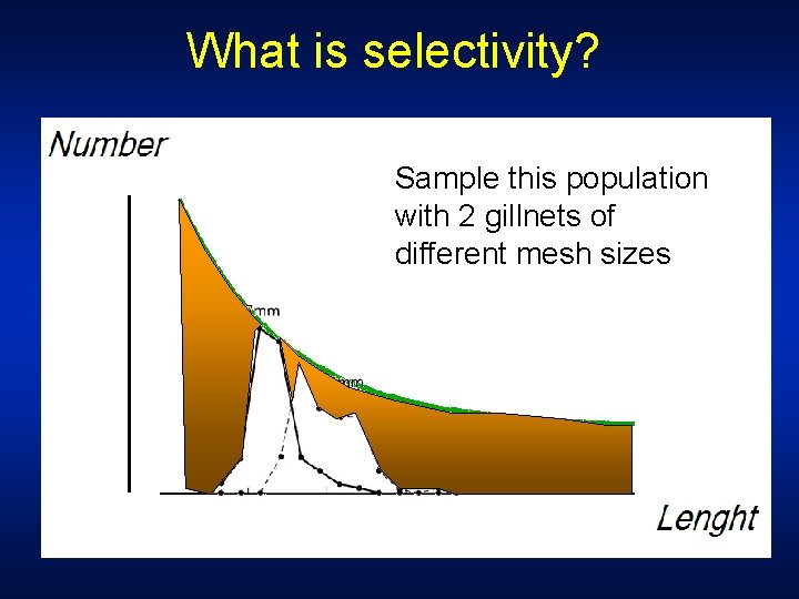 What is selectivity? Sample this population with 2 gillnets of different mesh sizes 