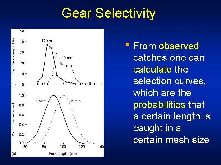 Gear Selectivity • From observed catches one can calculate the selection curves, which are