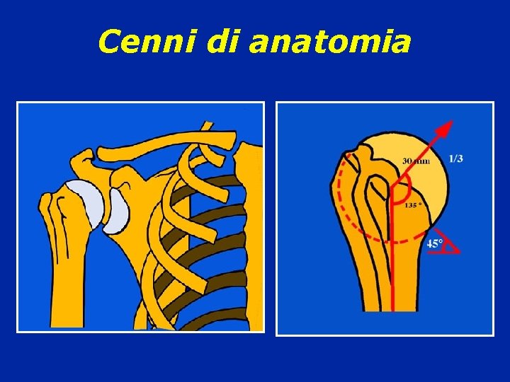 Cenni di anatomia 