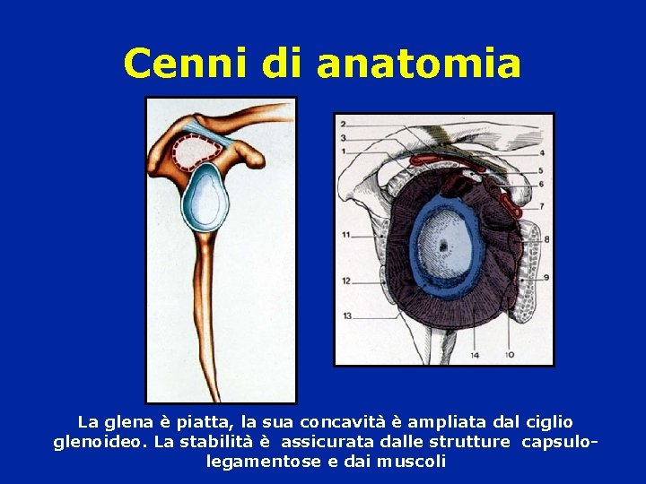 Cenni di anatomia La glena è piatta, la sua concavità è ampliata dal ciglio