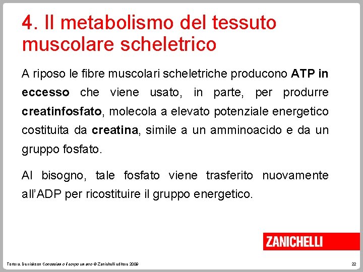 4. Il metabolismo del tessuto muscolare scheletrico A riposo le fibre muscolari scheletriche producono