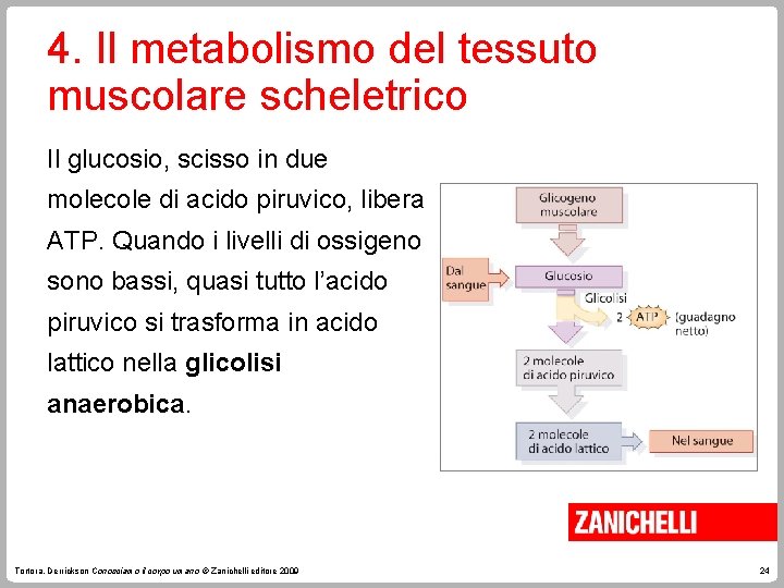 4. Il metabolismo del tessuto muscolare scheletrico Il glucosio, scisso in due molecole di