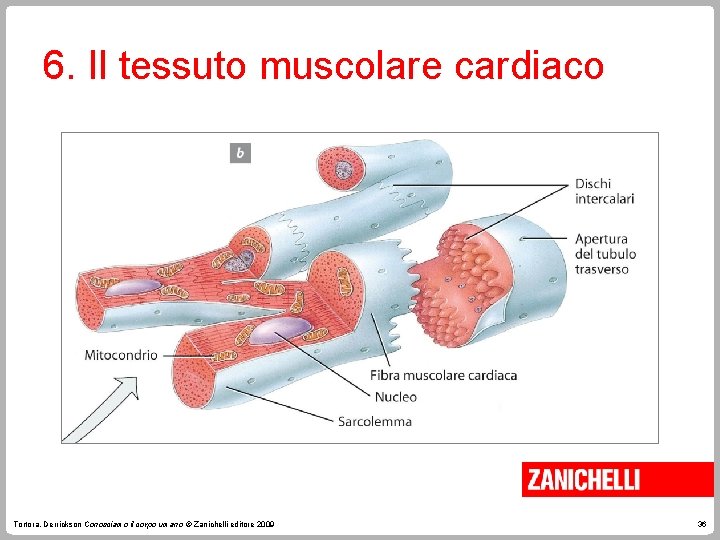 6. Il tessuto muscolare cardiaco Tortora, Derrickson Conosciamo il corpo umano © Zanichelli editore