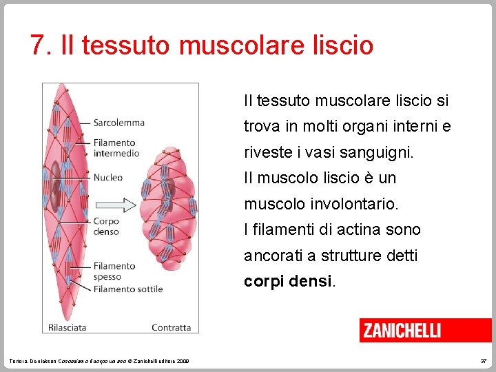 7. Il tessuto muscolare liscio si trova in molti organi interni e riveste i