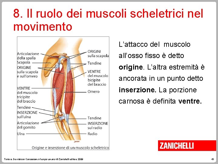 8. Il ruolo dei muscoli scheletrici nel movimento L’attacco del muscolo all’osso fisso è