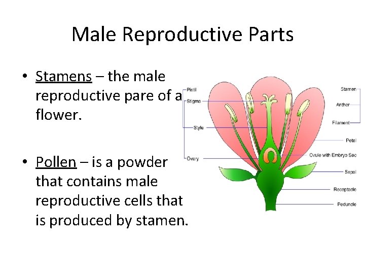 Male Reproductive Parts • Stamens – the male reproductive pare of a flower. •