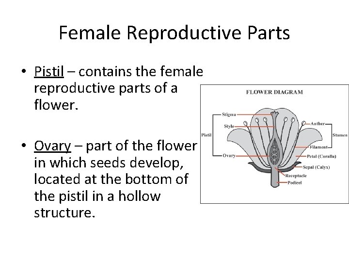 Female Reproductive Parts • Pistil – contains the female reproductive parts of a flower.