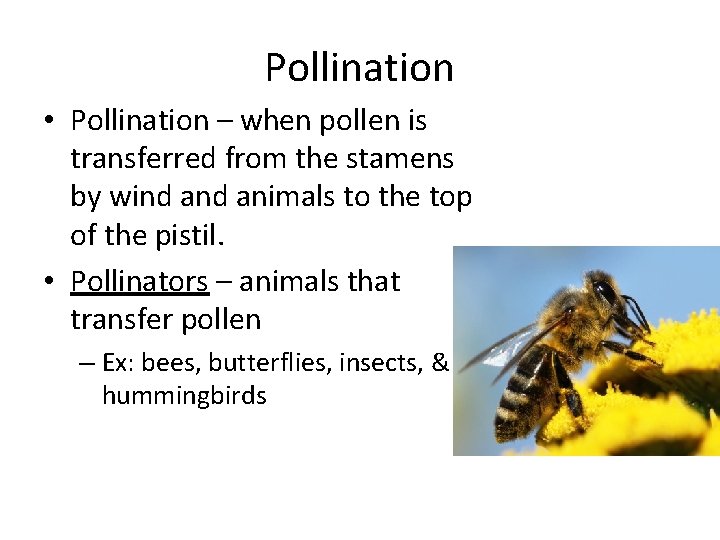 Pollination • Pollination – when pollen is transferred from the stamens by wind animals