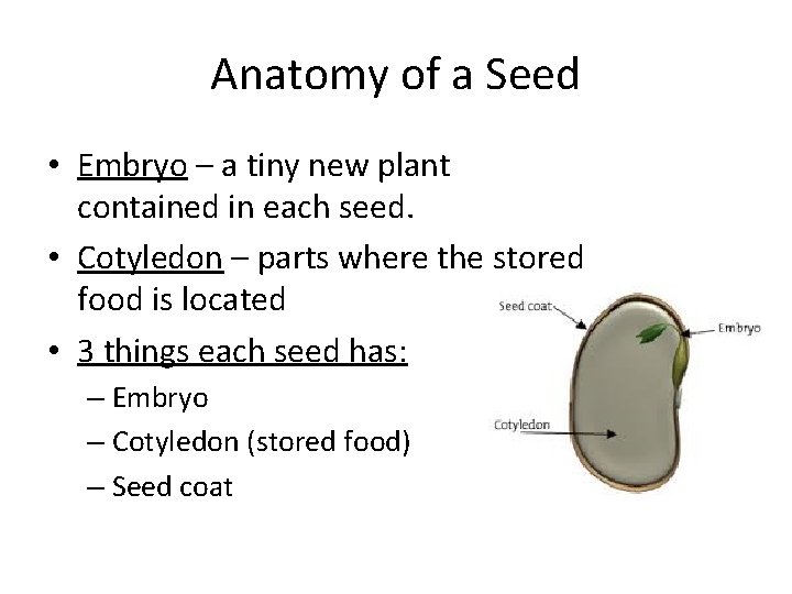 Anatomy of a Seed • Embryo – a tiny new plant contained in each