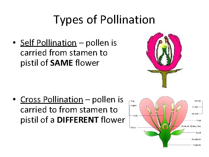 Types of Pollination • Self Pollination – pollen is carried from stamen to pistil