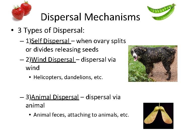 Dispersal Mechanisms • 3 Types of Dispersal: – 1)Self Dispersal – when ovary splits
