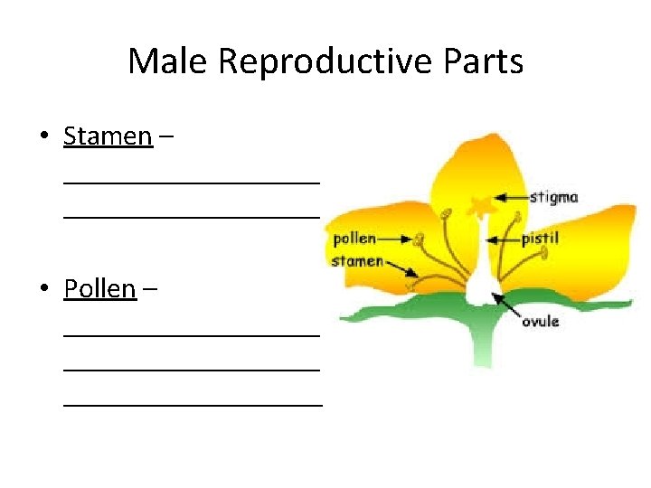 Male Reproductive Parts • Stamen – __________________ • Pollen – __________________ 