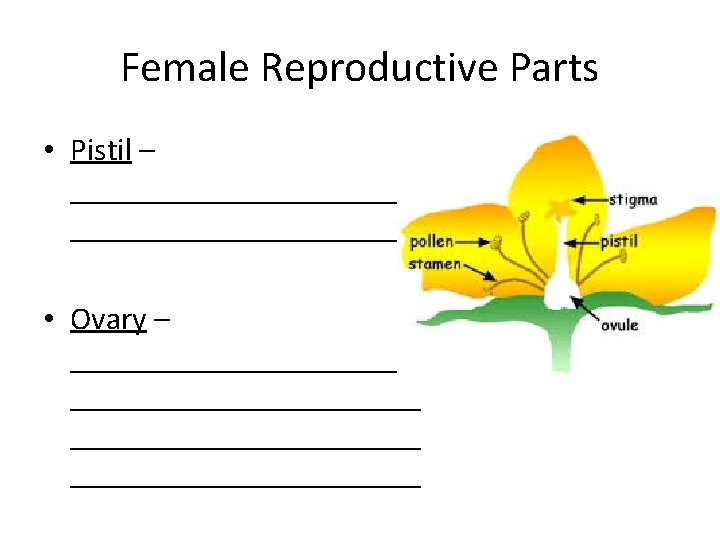 Female Reproductive Parts • Pistil – ______________________ • Ovary – ______________________ 
