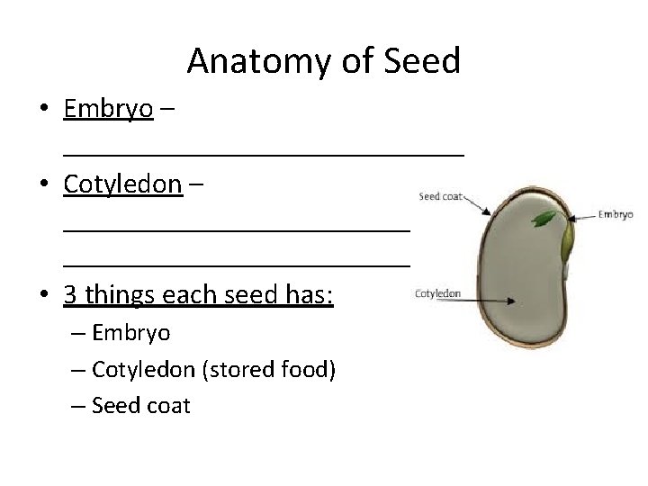 Anatomy of Seed • Embryo – ______________ • Cotyledon – ______________ • 3 things