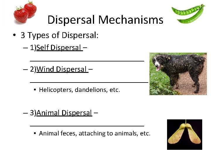 Dispersal Mechanisms • 3 Types of Dispersal: – 1)Self Dispersal – ______________ – 2)Wind