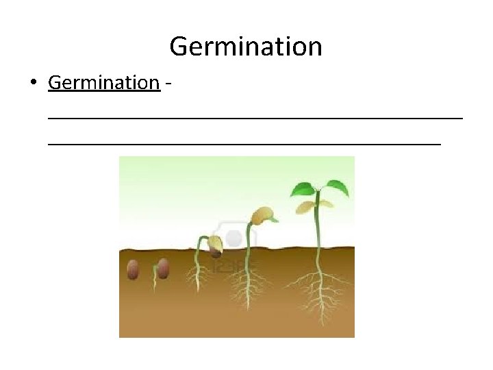 Germination • Germination ___________________ 