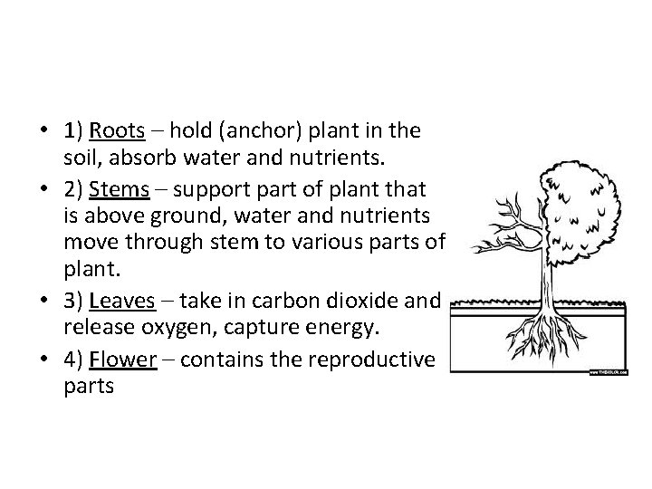  • 1) Roots – hold (anchor) plant in the soil, absorb water and