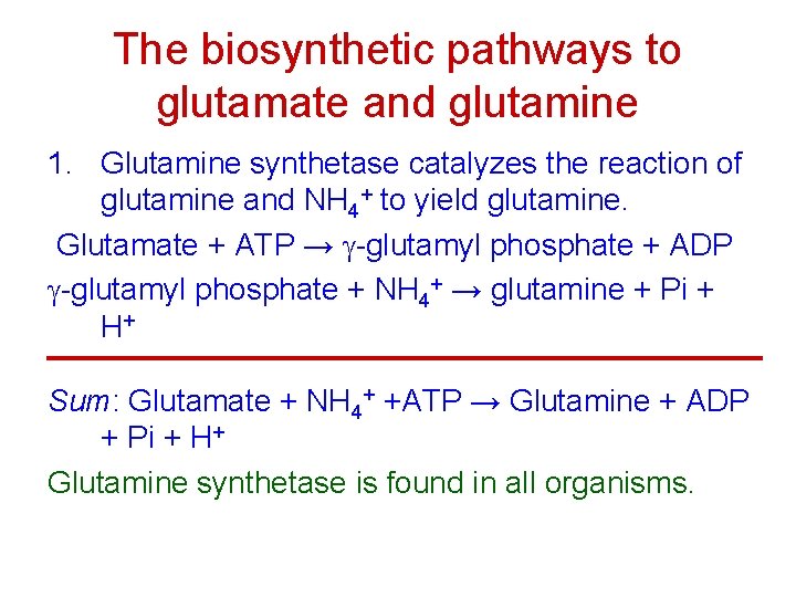 The biosynthetic pathways to glutamate and glutamine 1. Glutamine synthetase catalyzes the reaction of