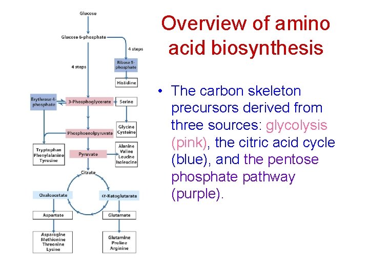 Overview of amino acid biosynthesis • The carbon skeleton precursors derived from three sources: