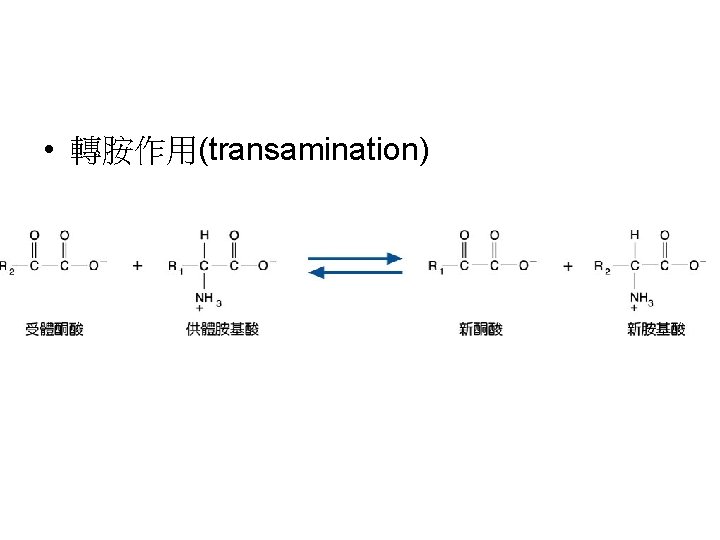  • 轉胺作用(transamination) 