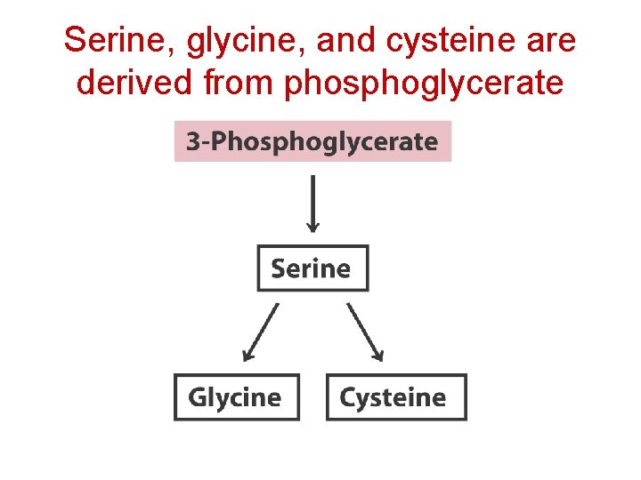 Serine, glycine, and cysteine are derived from phosphoglycerate 