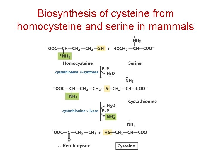 Biosynthesis of cysteine from homocysteine and serine in mammals 