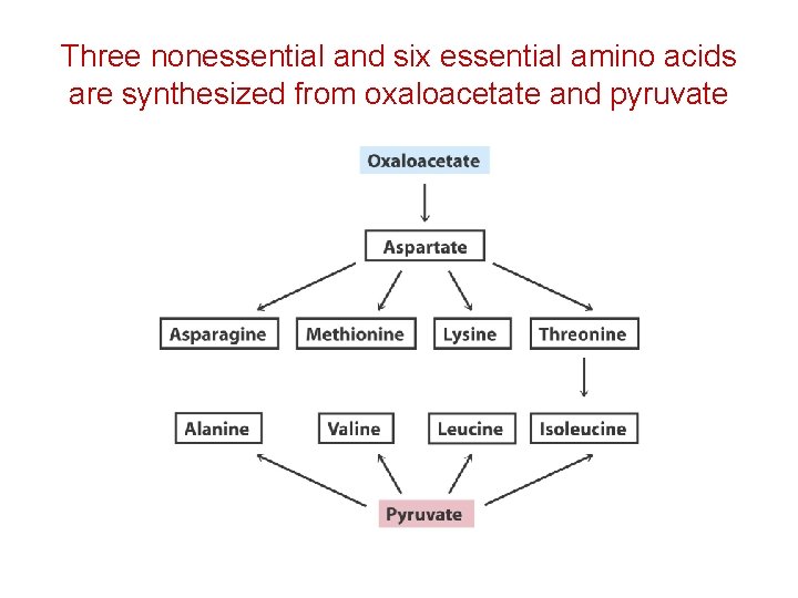 Three nonessential and six essential amino acids are synthesized from oxaloacetate and pyruvate 