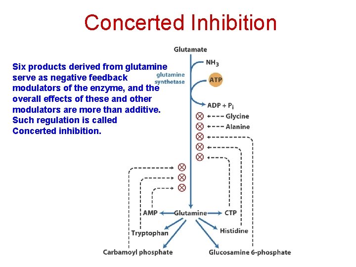 Concerted Inhibition Six products derived from glutamine serve as negative feedback modulators of the