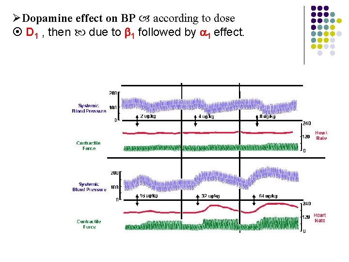 ØDopamine effect on BP according to dose D 1 , then due to 1 ØDopamine effect on BP according to dose D 1 , then due to 1