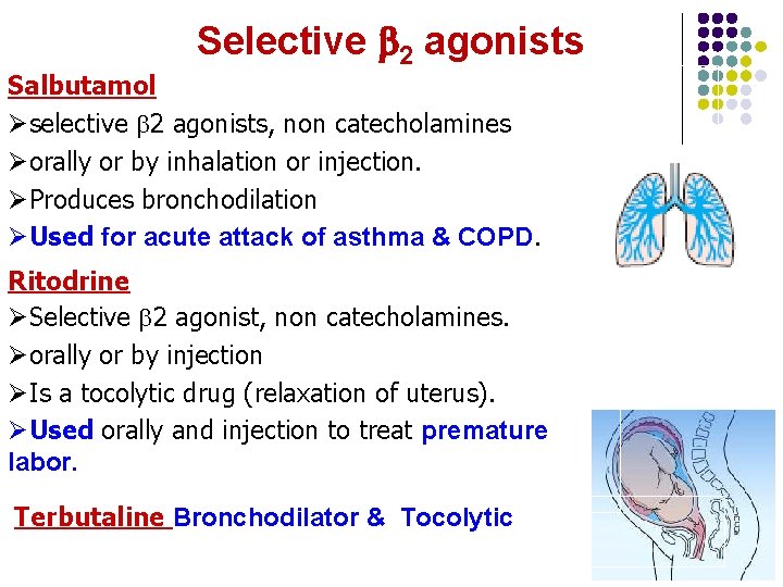 Selective 2 agonists Salbutamol Øselective 2 agonists, non catecholamines Øorally or by inhalation or Selective 2 agonists Salbutamol Øselective 2 agonists, non catecholamines Øorally or by inhalation or
