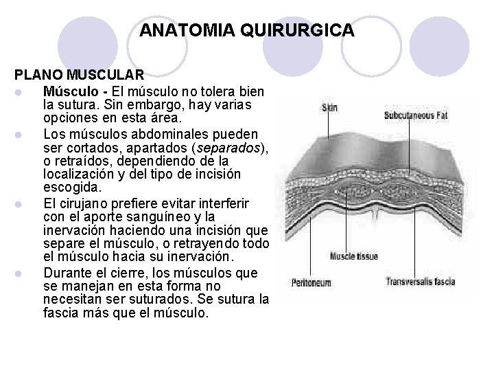 ANATOMIA QUIRURGICA PLANO MUSCULAR l Músculo - El músculo no tolera bien la sutura.