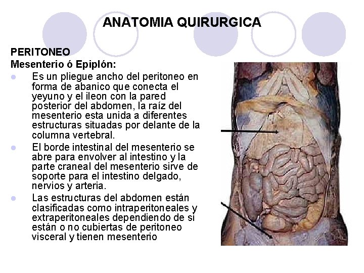 ANATOMIA QUIRURGICA PERITONEO Mesenterio ó Epiplón: l Es un pliegue ancho del peritoneo en