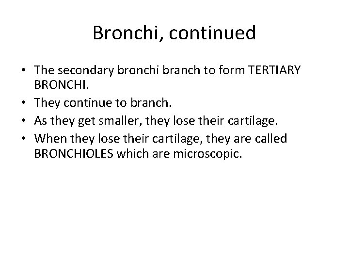 Bronchi, continued • The secondary bronchi branch to form TERTIARY BRONCHI. • They continue