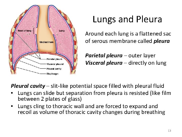 Lungs and Pleura Around each lung is a flattened sac of serous membrane called