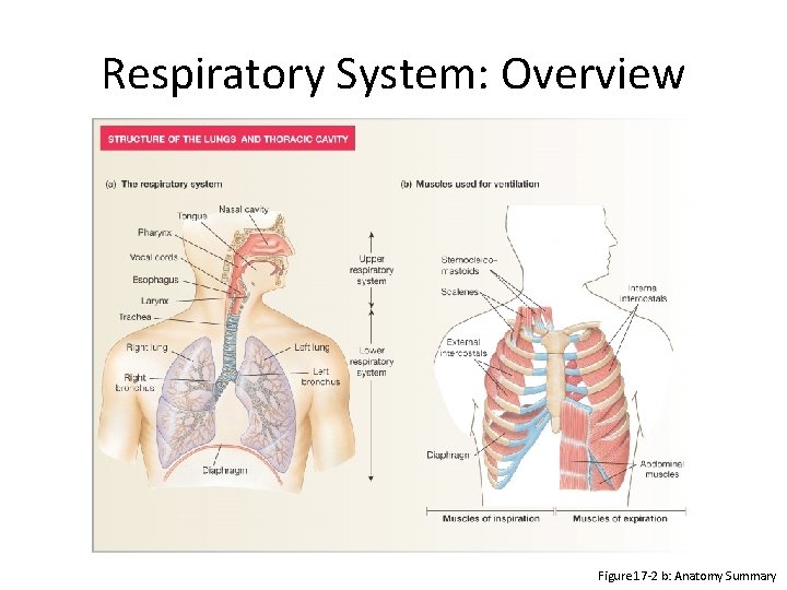 Respiratory System: Overview Figure 17 -2 b: Anatomy Summary 