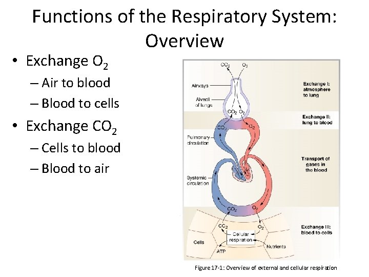 Functions of the Respiratory System: Overview • Exchange O 2 – Air to blood