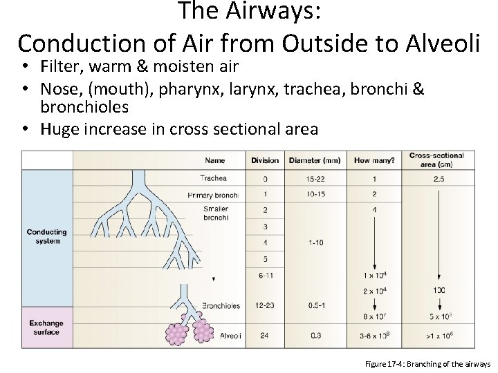 The Airways: Conduction of Air from Outside to Alveoli • Filter, warm & moisten