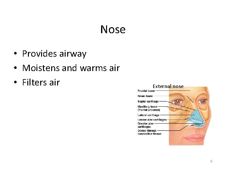 Nose • Provides airway • Moistens and warms air • Filters air External nose