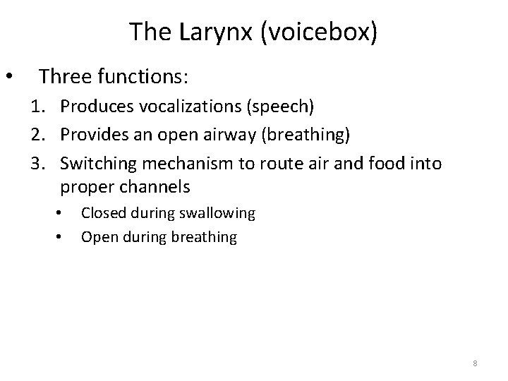 The Larynx (voicebox) • Three functions: 1. Produces vocalizations (speech) 2. Provides an open