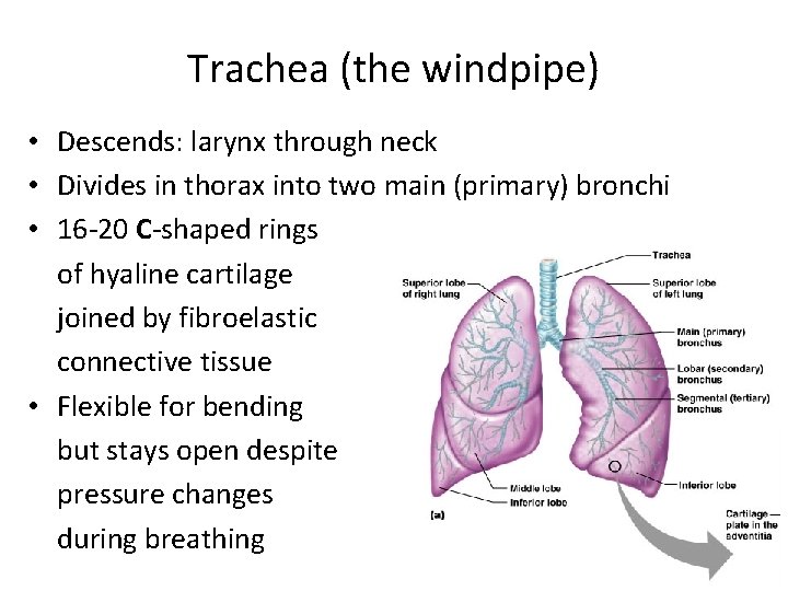 Trachea (the windpipe) • Descends: larynx through neck • Divides in thorax into two