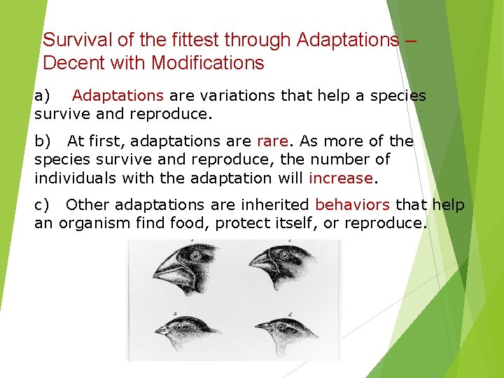 Survival of the fittest through Adaptations – Decent with Modifications a) Adaptations are variations