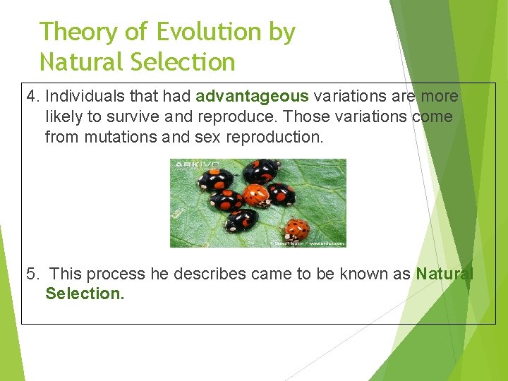 Theory of Evolution by Natural Selection 4. Individuals that had advantageous variations are more