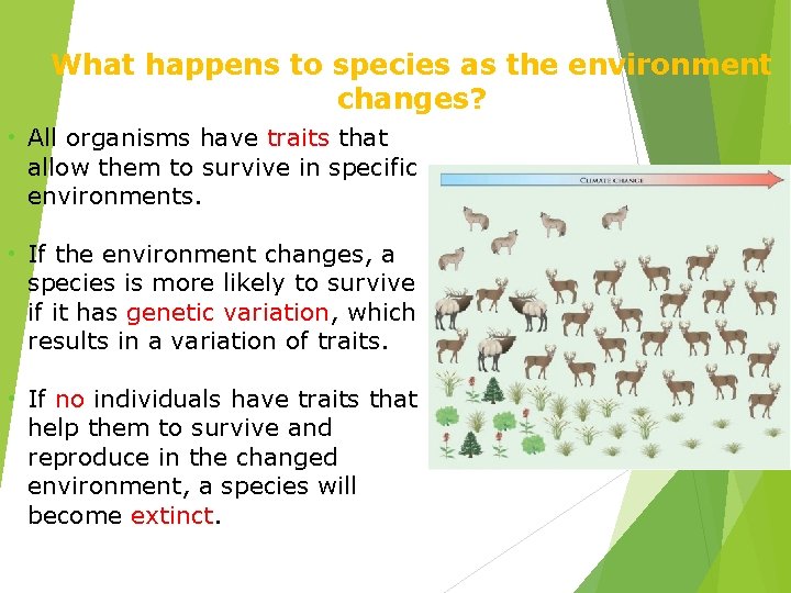 What happens to species as the environment changes? • All organisms have traits that