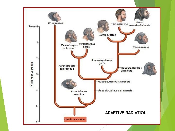 ADAPTIVE RADIATION 