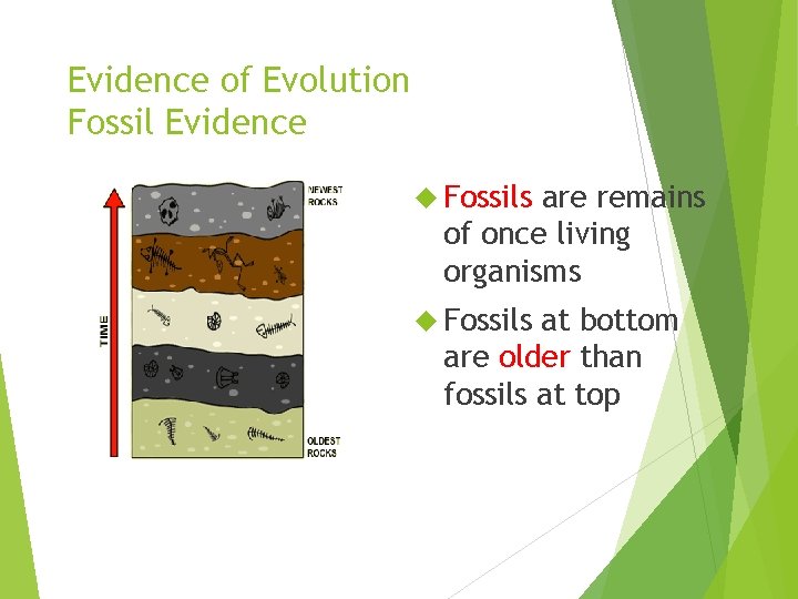 Evidence of Evolution Fossil Evidence Fossils are remains of once living organisms Fossils at