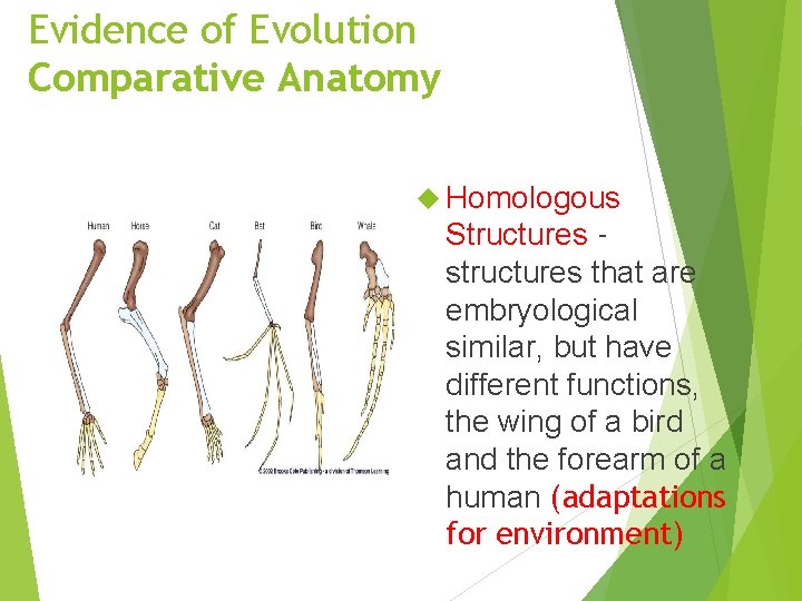 Evidence of Evolution Comparative Anatomy Homologous Structures structures that are embryological similar, but have