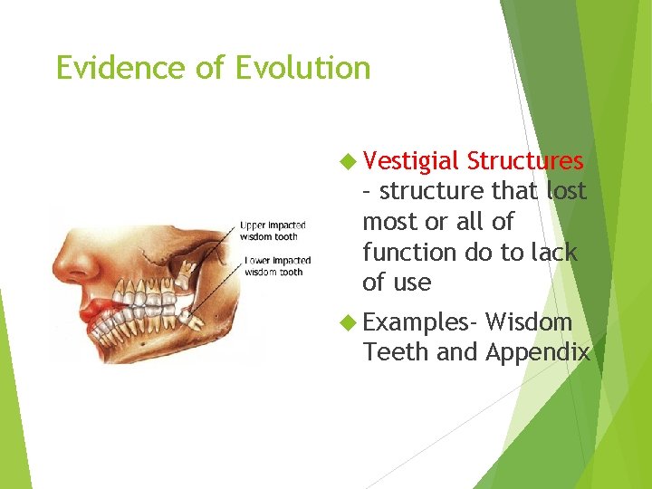 Evidence of Evolution Vestigial Structures – structure that lost most or all of function