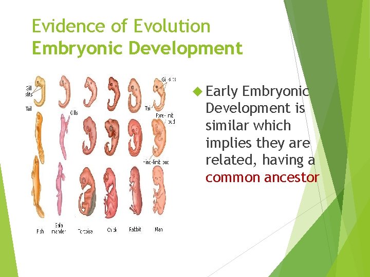 Evidence of Evolution Embryonic Development Early Embryonic Development is similar which implies they are