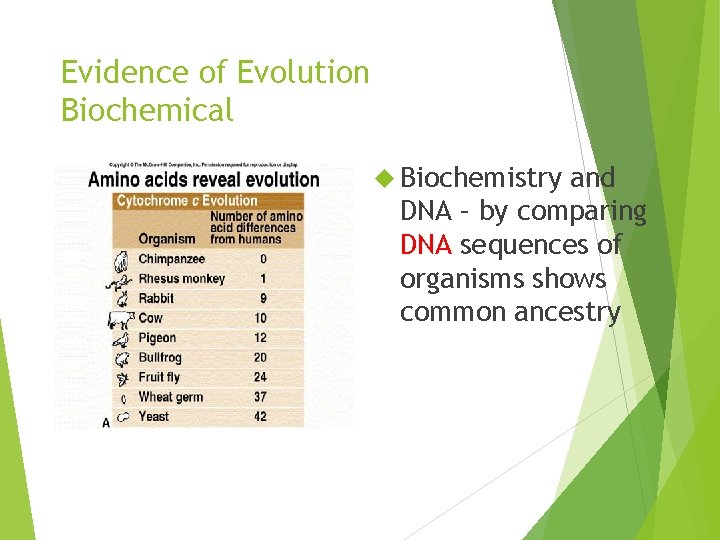 Evidence of Evolution Biochemical Biochemistry and DNA – by comparing DNA sequences of organisms