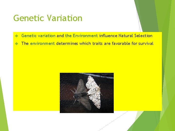 Genetic Variation Genetic variation and the Environment influence Natural Selection The environment determines which